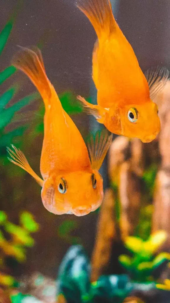 Home - Amazonia Aquarium