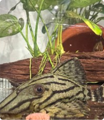 Home - Amazonia Aquarium