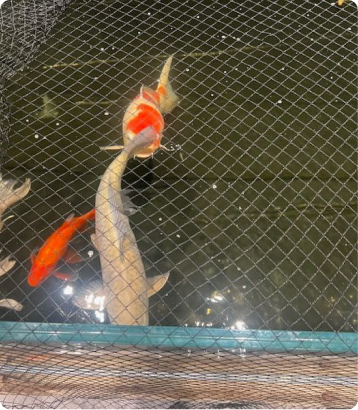 Home - Amazonia Aquarium