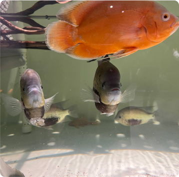 Home - Amazonia Aquarium