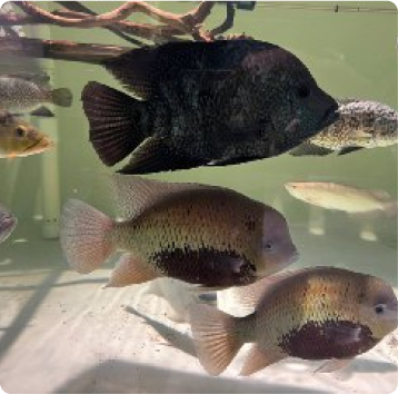 Home - Amazonia Aquarium