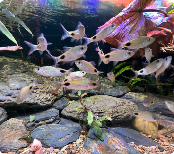 Home - Amazonia Aquarium