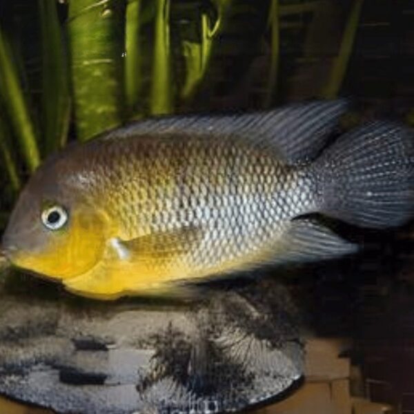 Blue Eye Cichlid 4cm