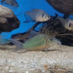Brochis Splendens 3.5cm