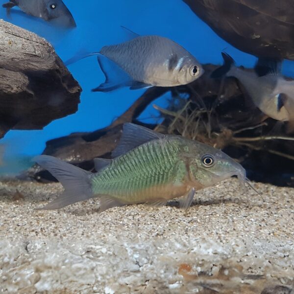 Brochis Splendens 3.5cm