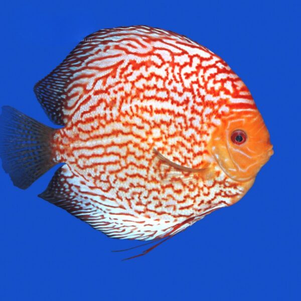 Assorted Discus 6cm