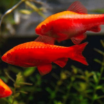 Albino Cherry Barb 3cm