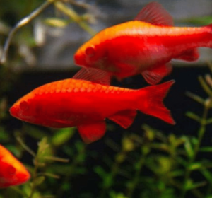 Home - Amazonia Aquarium