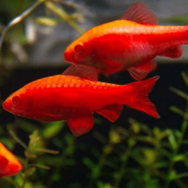 Albino Cherry Barb 3cm