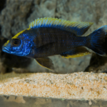 Apache Sulphur Crest Peacock 10cm