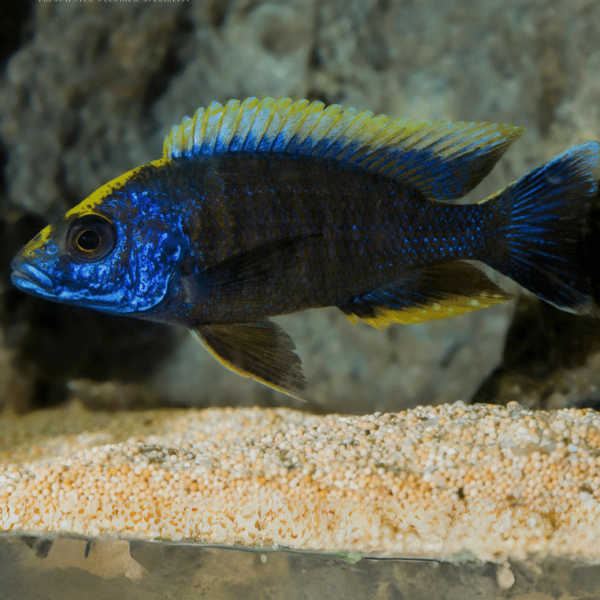 Apache Sulphur Crest Peacock 10cm