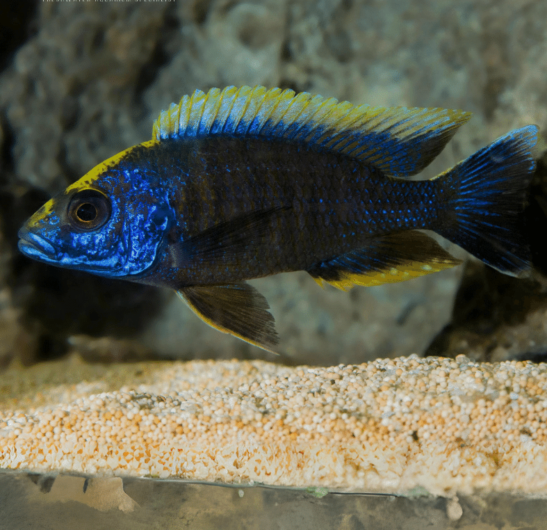 Apache-Sulphur-head_2 Apache Sulphur Crest Peacock 10cm - Image 1