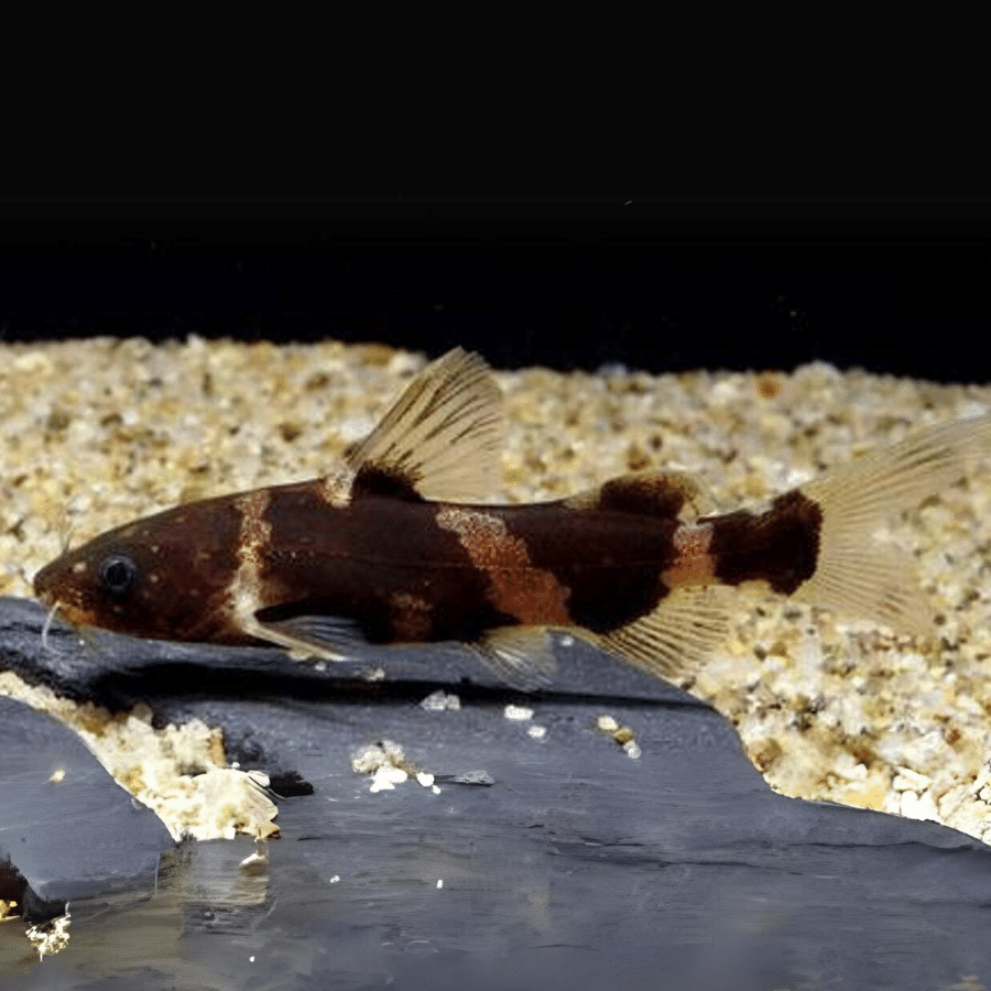 Asian-Bumblebee-catfish_3 Asian Bumblebee Catfish 5-6cm - Image 1