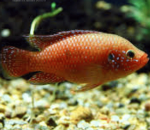 African Red Jewel Cichlid - vibrant freshwater cichlid
