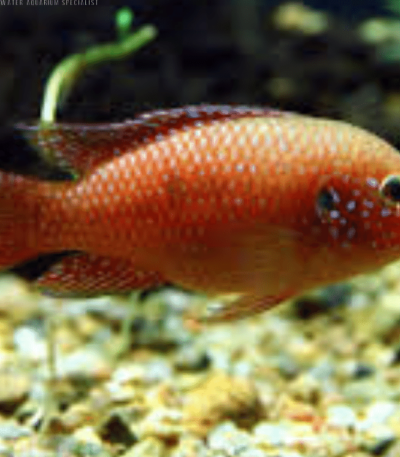 African Red Jewel Cichlid - vibrant freshwater cichlid
