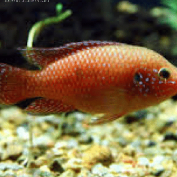 African Red Jewel Cichlid - vibrant freshwater cichlid