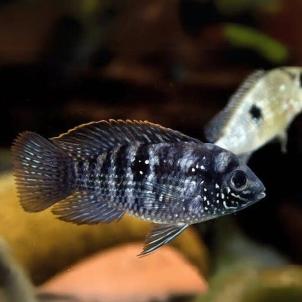 Blue Acara 4cm