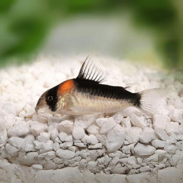 Corydoras Adolfoi 3cm