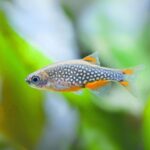 Galaxy Rasbora 2cm