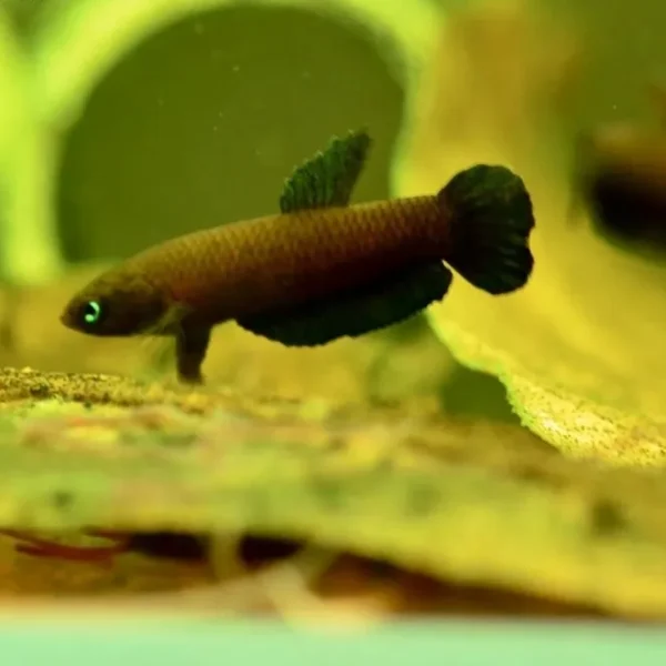 Betta Miniopinna 2-3cm