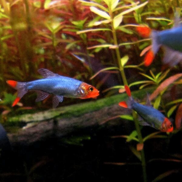 Burmese Rummy Nose Rasbora 3cm