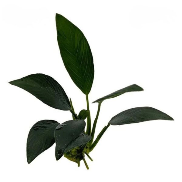 Anubias Afzelli Smooth Loose 150115