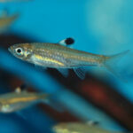 Emerald Eye Rasbora 4cm