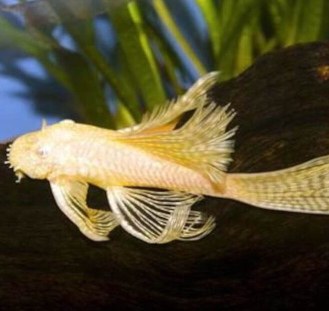 longfin-albino-bristlenose Albino Longfin Bristlenose Catfish 7-8cm - Image 1