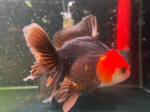 Home - Amazonia Aquarium