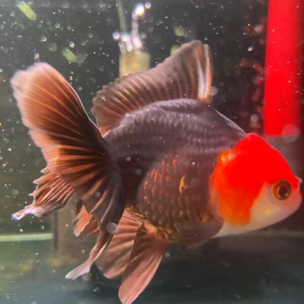 A Grade Thai Tri Color Oranda