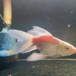 Butterfly Koi