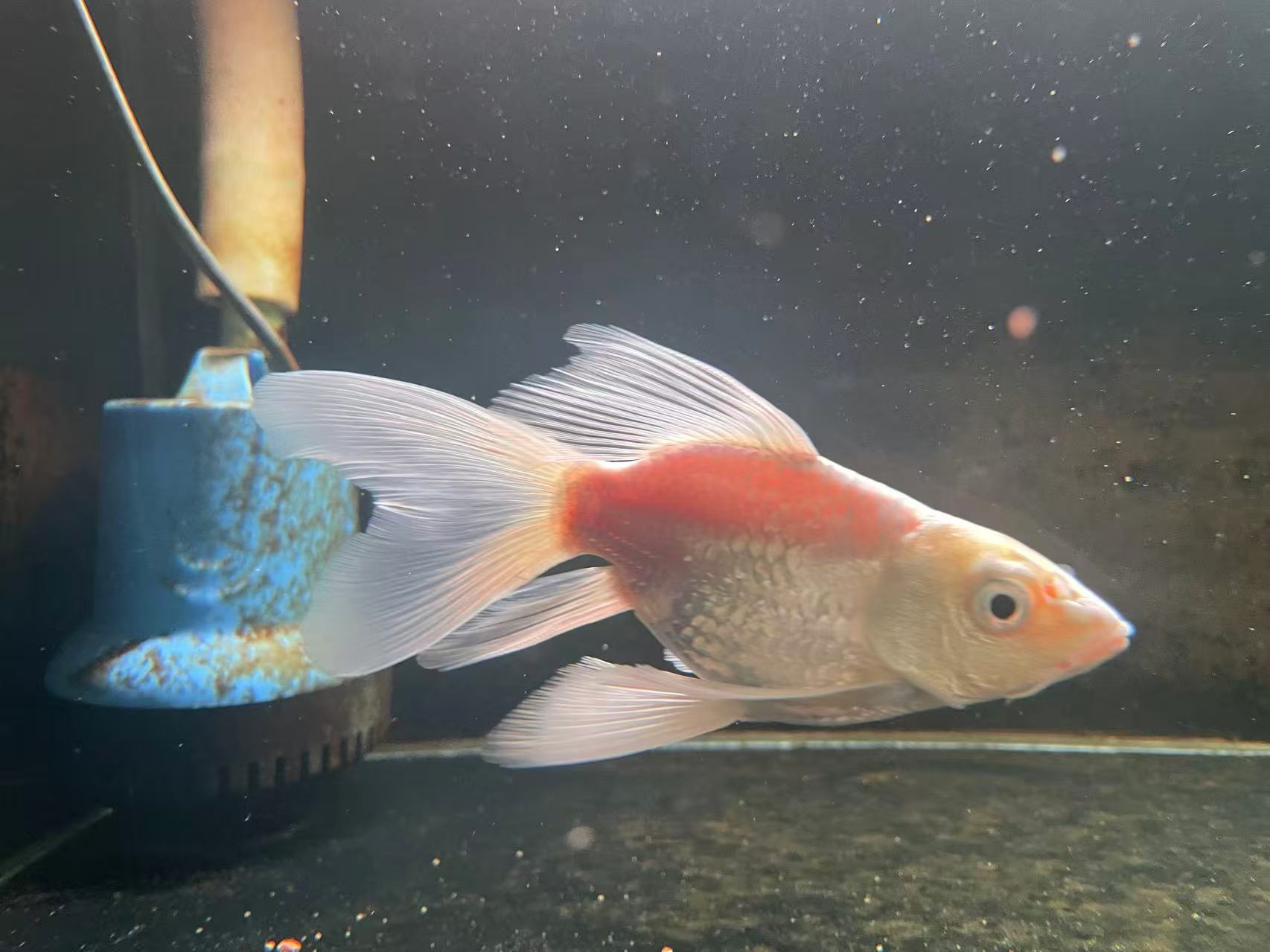 BUTTERFLY KOI Butterfly Koi - Image 1