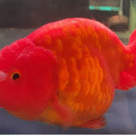 Jumbo Pans Ranchu