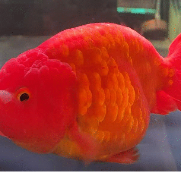 Jumbo Pans Ranchu
