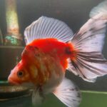 Long Tailed Ryukin (calico)