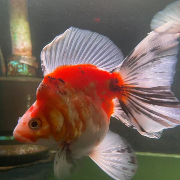 Long Tailed Ryukin (calico)