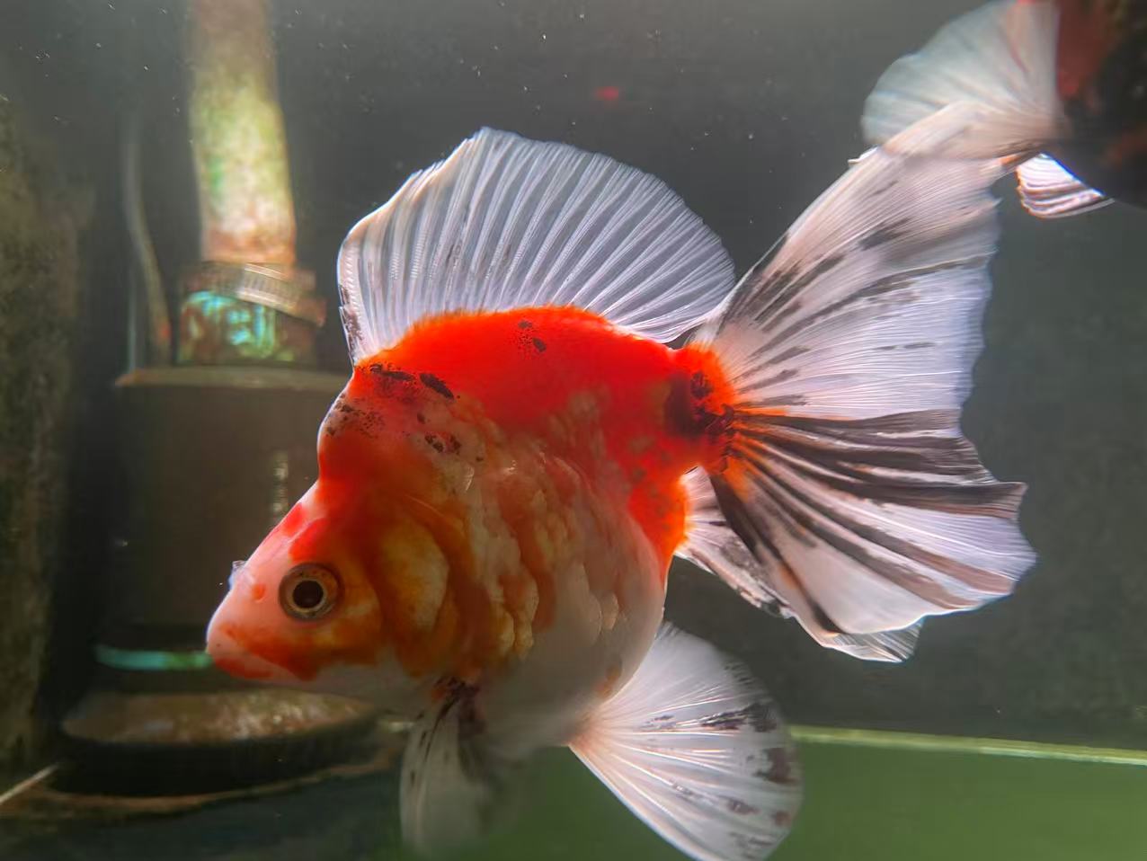 LONG TAILED RYUKIN Long Tailed Ryukin (calico) - Image 1