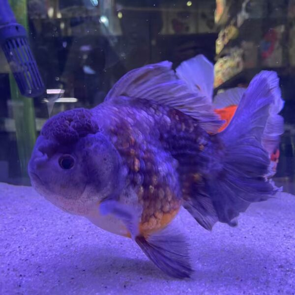 Oranda Rose Tail