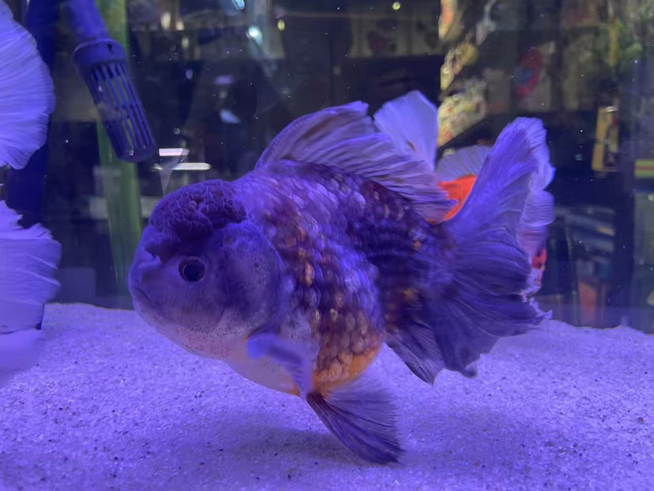 ORANDA ROSE TAIL Oranda Rose Tail - Image 1