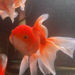 Rosetail Oranda