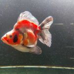 Short Tailed Ryukin
