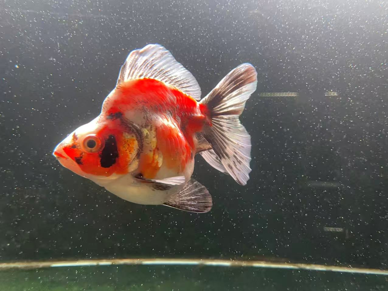 SHORT TAILED RYUKIN Short Tailed Ryukin - Image 1