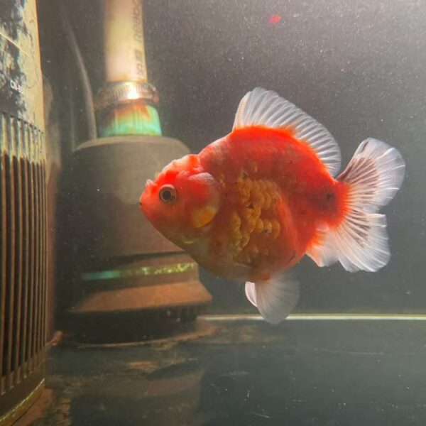 Short Tailed Shogun Oranda