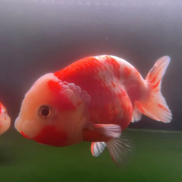 Tiger Head Goldfish