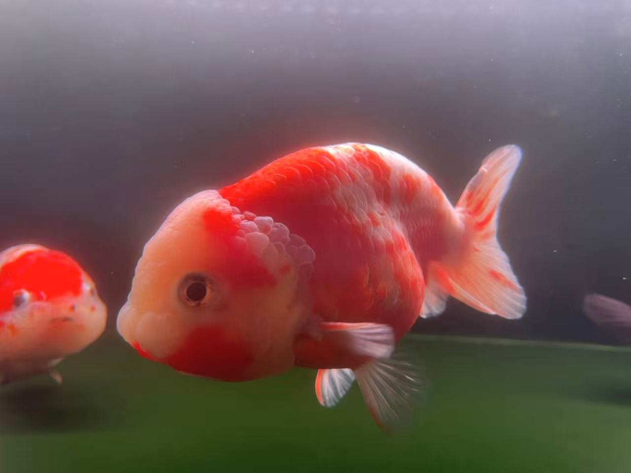TIGER HEAD GOLDFISH Tiger Head Goldfish - Image 1