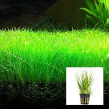 Hair Grass Pots - foreground carpeting aquarium plant