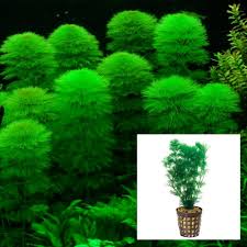 Ambulia Bunch - fast-growing stem plant for freshwater aquariums
