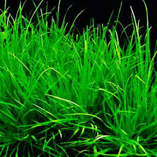 Blyxa Japonica - midground aquatic plant