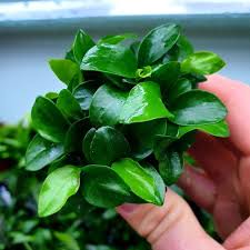 Anubias Nana Petite Bunch - hardy low-light aquarium plant
