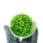 TC - Micranthemum Umbrosum - Monte Carlo
